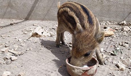 Porqueta es troba al Zoo dels Pirineus, centre de rescat i recuperació d’animals salvatges ferits, maltractats o orfes