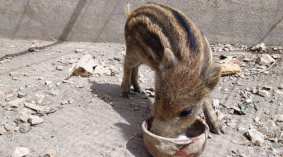 Porqueta es troba al Zoo dels Pirineus, centre de rescat i recuperació d’animals salvatges ferits, maltractats o orfes (Zoo Pirineus)