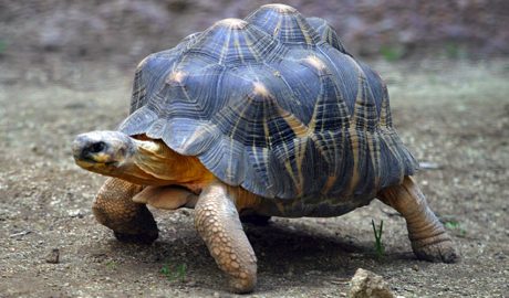 Un exemplar de tortuga Angonoka