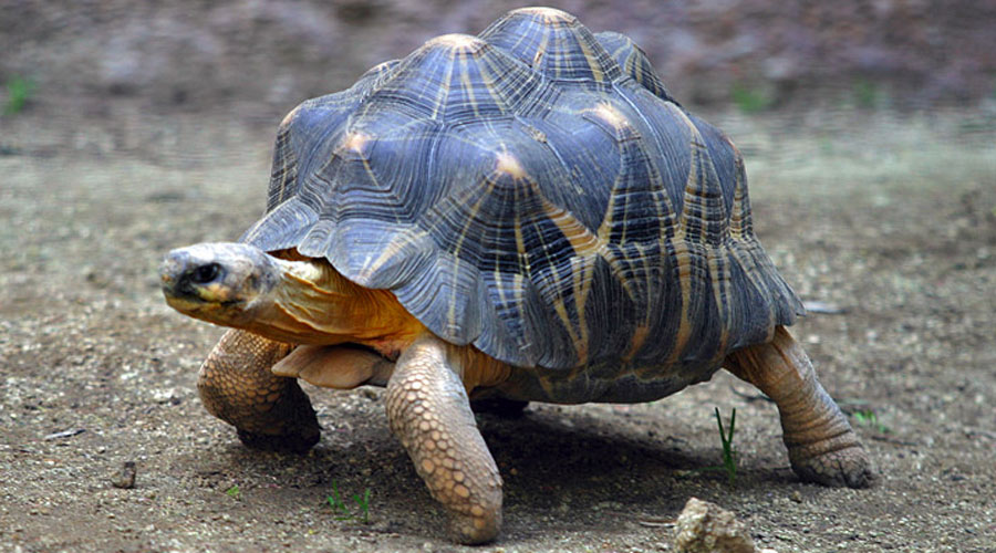 Un exemplar de tortuga Angonoka (Aaron Logan a Wikimedia Commons)