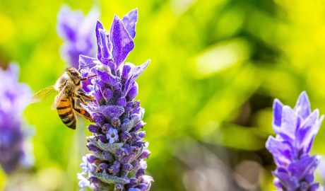 Les abelles s’alimenten del nèctar de les lavandes