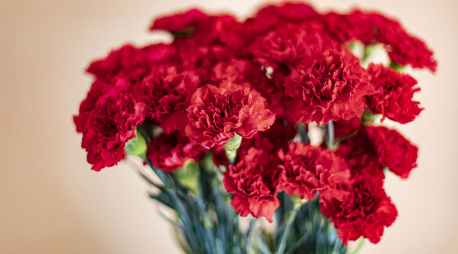 Un ram de clavells (iStock)