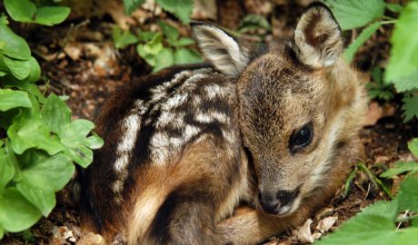 Cria de cabirol recent nascuda – Una cria de cabirol recent nascuda és molt petita i feble