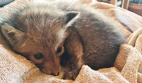 El cadell de guineu que ha acollit el Zoo del Pirineu fins a la seva recuperació
