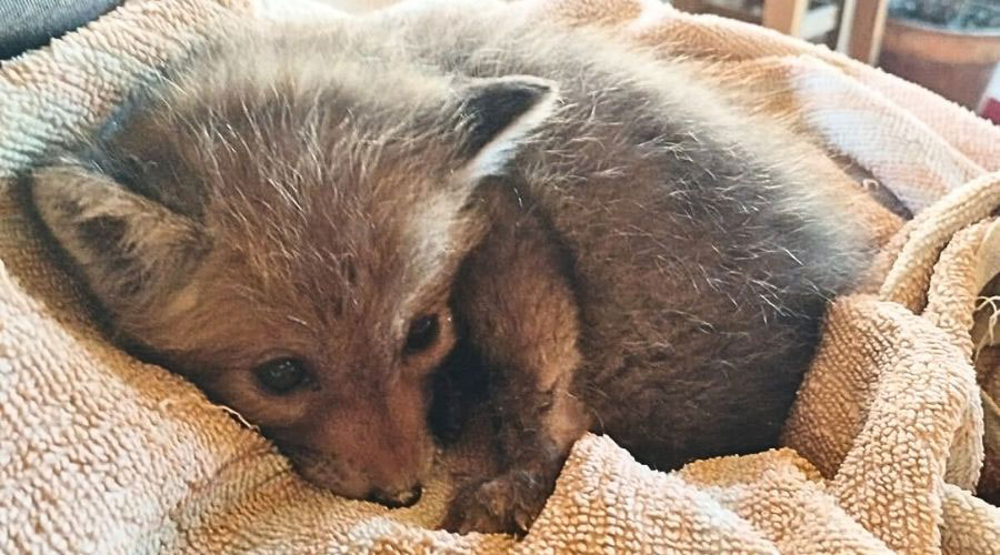 El cadell de guineu que ha acollit el Zoo del Pirineu fins a la seva recuperació (Zoo del Pirineu)