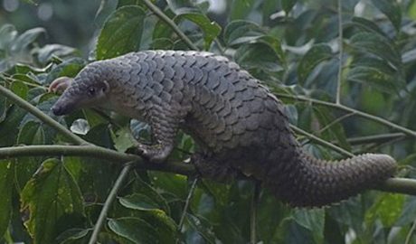 Un pangolí malai