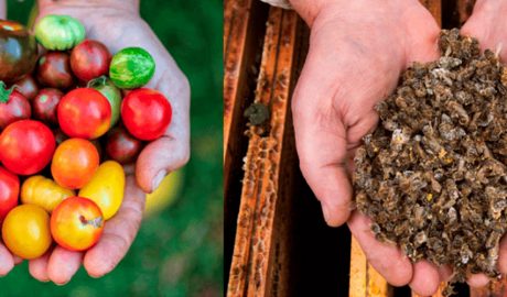 Els plaguicides destinats a la fruita i verdura estan acabant amb les abelles