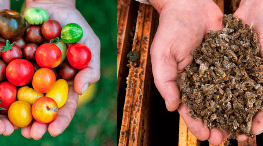 Els plaguicides destinats a la fruita i verdura estan acabant amb les abelles (Greenpeace)