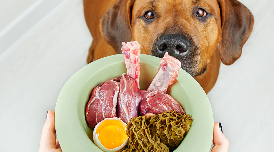 Un gos necessita una alimentació equilibrada (iStock)