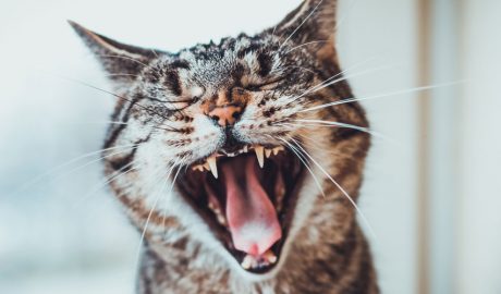 Un gat amb la boca oberta