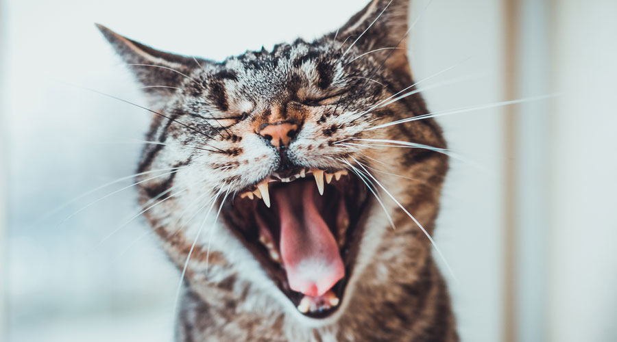 Un gat amb la boca oberta (iStock)