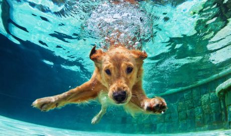 Un gos nedant sota l'aigua