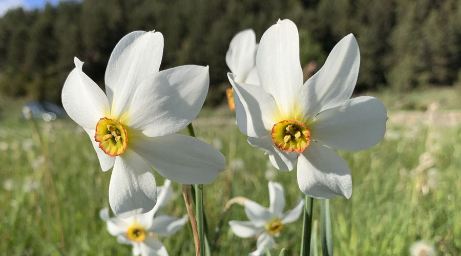 Grandalles a Andorra (illa Carlemany)