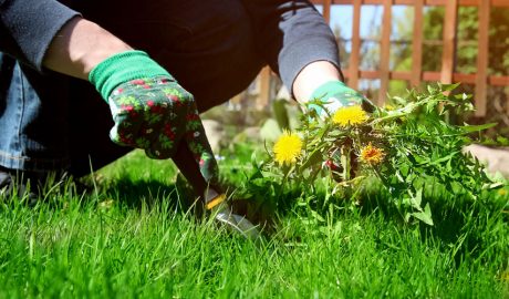 Una persona traient herbes del jardí