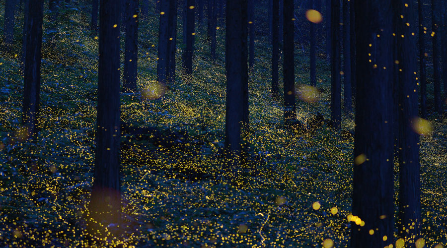 Un bon grapat de cuques de llum (AMIC)