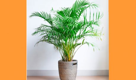 Un exemplar de palmera d'Areca