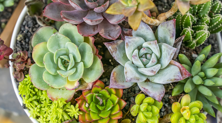 Varietat de suculentes en una torreta (iStock)