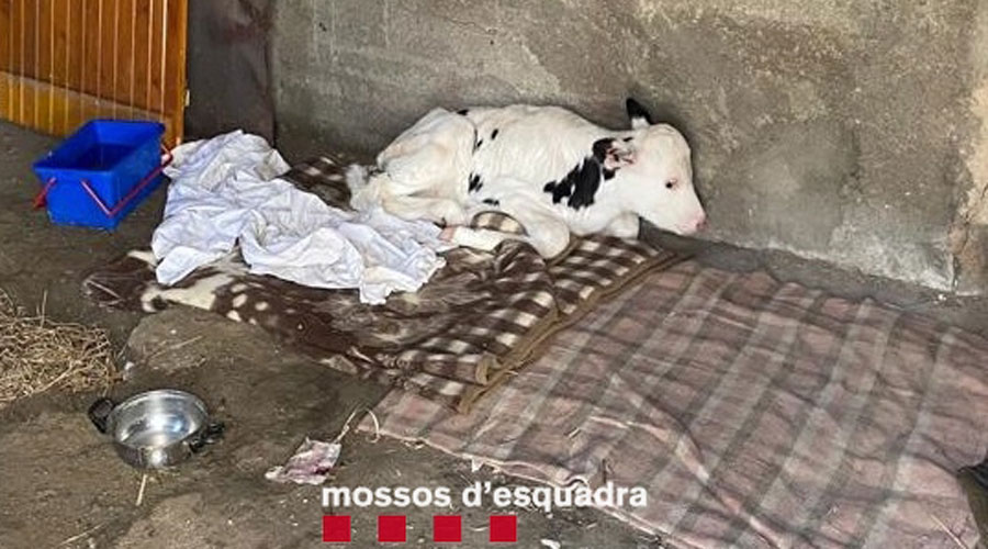 El vedell robat i recuperat pels Mossos d'Esquadra (Mossos)