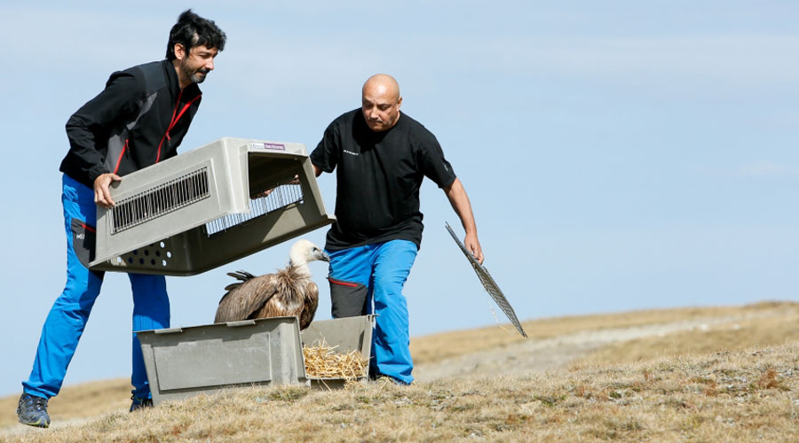 Un voltor guarit retornat a la natura (SFGA)