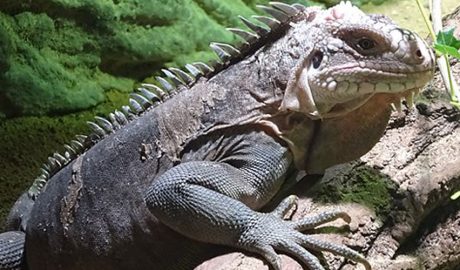 Un exemplar d'Iguana del Carib