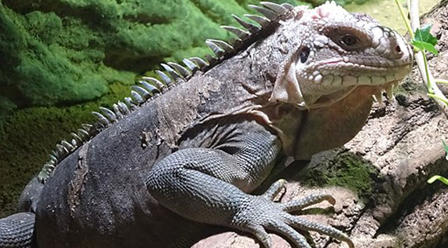 Un exemplar d'Iguana del Carib (Sostenible o Sustentable)