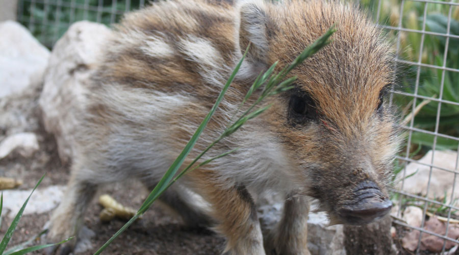 Maggie, la cria de senglar rescatada d'una mort segura (Zoo del Pirineu)