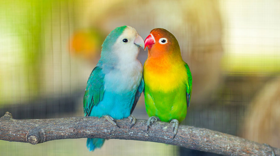 Un parell d'agapornis (iStock)