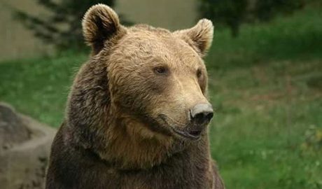 Un exemplar d'os bru