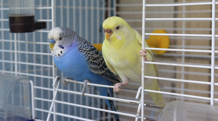 Un parell de periquitos (iStock)