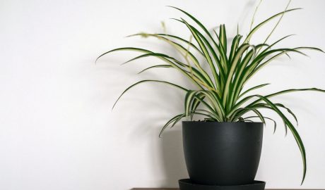 Un exemplar de Chlorophytum comosum