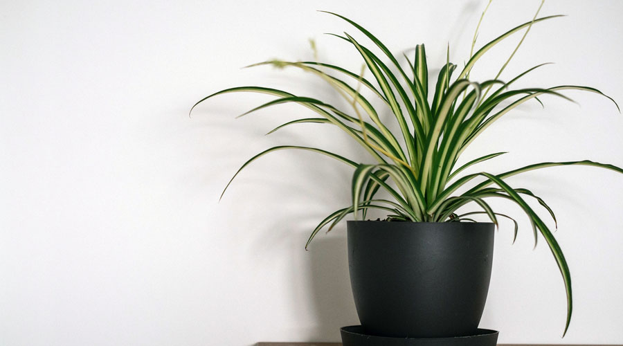 Un exemplar de Chlorophytum comosum (iStock)