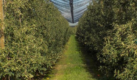 La prova de camp es realitzarà amb plantacions de pomeres