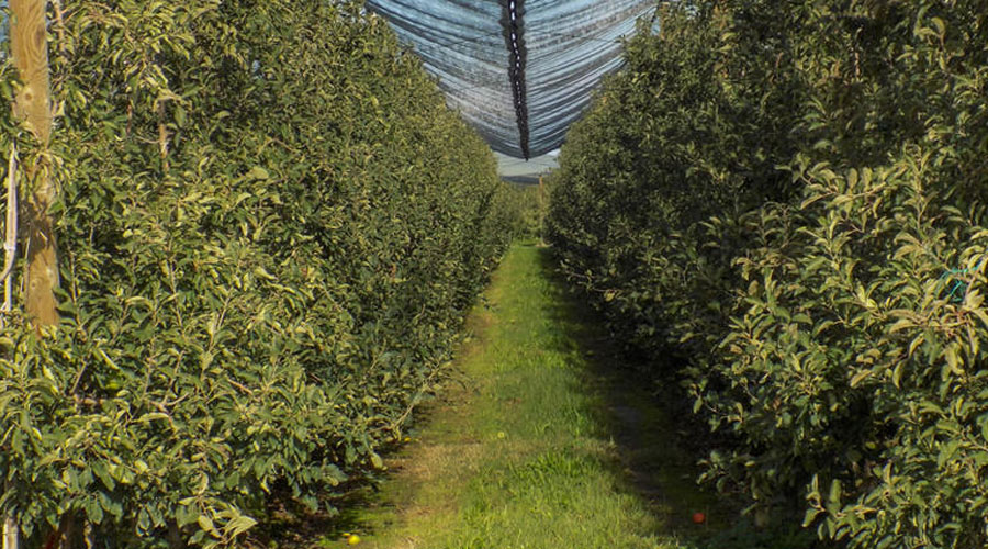 La prova de camp es realitzarà amb plantacions de pomeres (Natura Local)