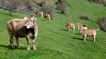 Ramat de vaques pasturant al Pirineu català