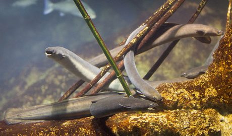 Exemplars d'anguila europea