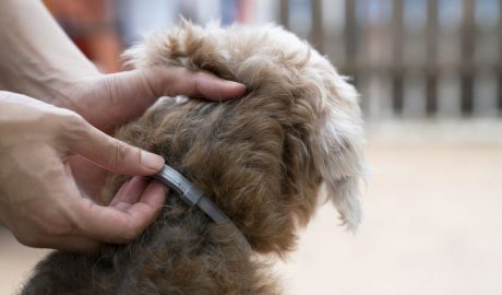 Collar antiparàsits per a gossos
