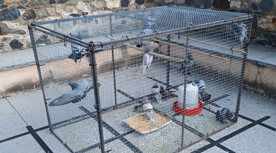 Una de les gàbies on es diposita el pinso anticonceptiu a la Seu (Aj. la Seu)