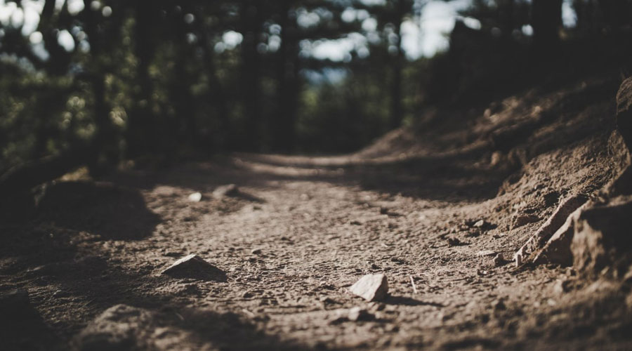 El terra d'un bosc (AR+I)