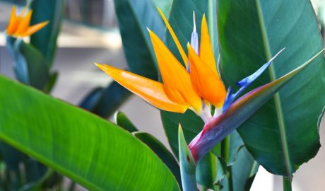 Exemplars de planta paradís o flor del paradís o Strelítzia reginae
