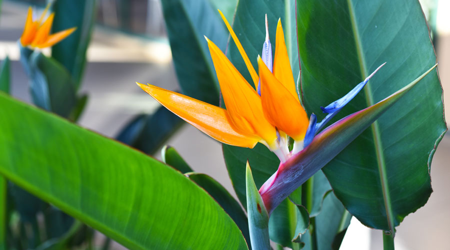 Exemplars de planta paradís o flor del paradís o Strelítzia reginae (Getty images)