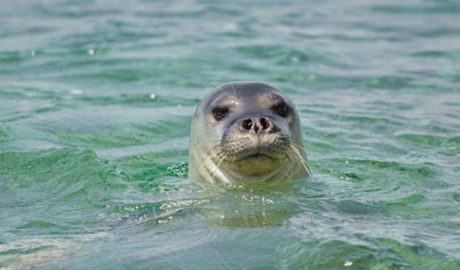 Un exemplar de Foca Monjo del Mediterrani