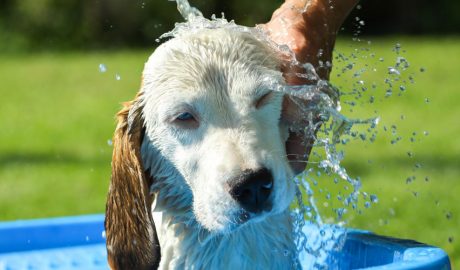 Una persona refrescant un gos