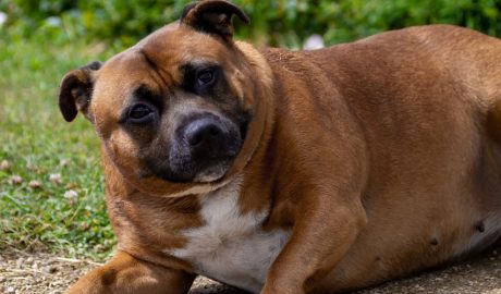 Un gos amb sobrepès