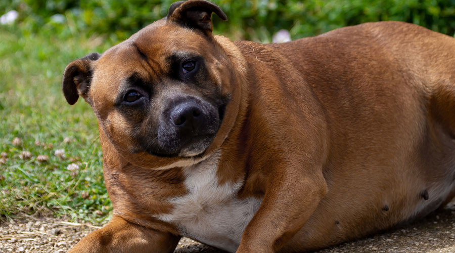 Un gos amb sobrepès (iStock)