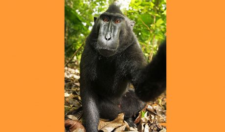 Un exemplar de Macaco Negre de Sulawesi