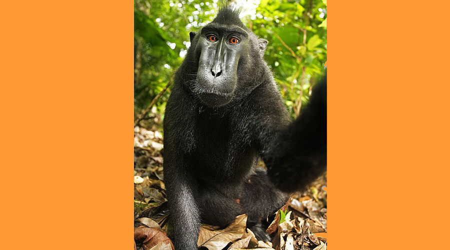 Un exemplar de Macaco Negre de Sulawesi (Sostenible o Sustentable)