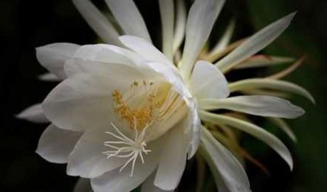 Una planta Dama de la nit