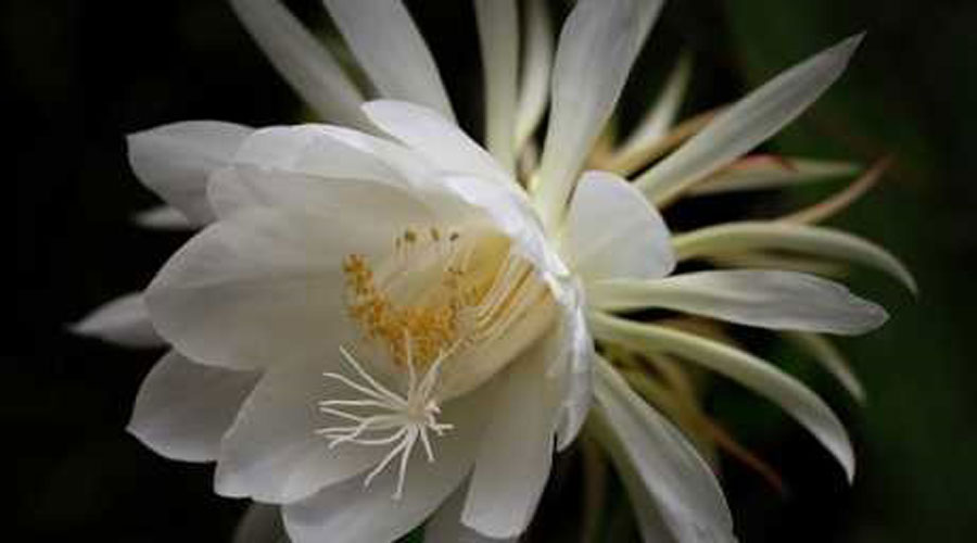 Una planta Dama de la nit (iStock)