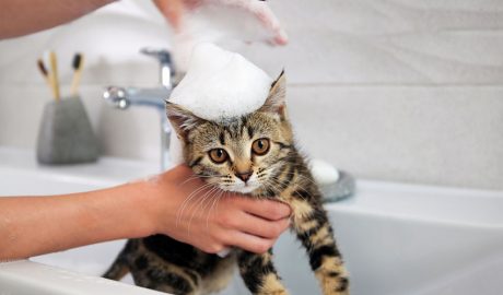 Una persona netejant el gat a la banyera