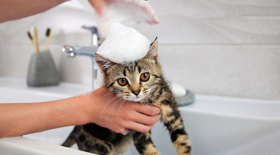 Una persona netejant el gat a la banyera (iStock)